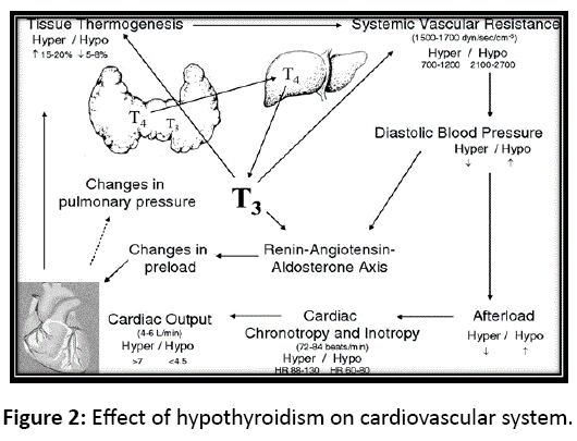 pharmacology-Effect-hypothyroidism-cardiovascular