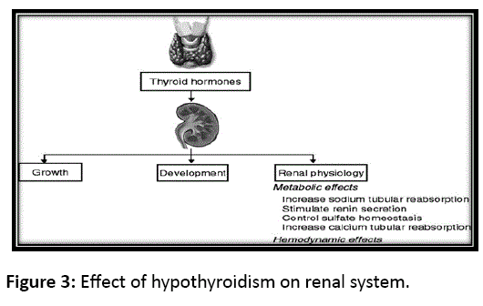 pharmacology-hypothyroidism-renal-system